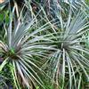 N/A Dasylirion texanum - dasilirio (Vaso quadro 9x9x13 cm) - 100-120cm