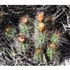 N/A Austrocactus philippii 100 SEEDS - - SEMI di Cactus Raro