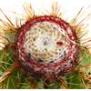 N/A Melocactus oreas HU300 1000 SEEDS - - SEMI di Cactus Raro