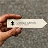 World Plants Crataegus submollis | 100 SEEDS - - SEMI Biancospino americano | Biancospino ro