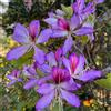 N/A Bauhinia purpurea 30-40cm | Purple orchid tree | Butterfly tree - - Albero orch