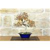 Pollice Verde Bonsai di Carpino Coreano (14)