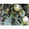 Vivai Piante Gino La Rosa SOLANUM MURICATUM, Pianta di Melone Pepino, vs16, frutto Pepino
