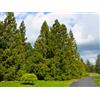 N/A Cryptomeria japonica - cedro giapponese (Vaso quadro 12x12x20 cm) - 150-200cm