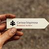 World Plants Carissa bispinosa | Forest Num-Num | 100 SEEDS - - SEMI Prugna del Natal | Cari