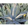 N/A Agave weberi - (Vaso quadro 9x9x10 cm) - 10-15cm