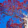 N/A Idesia polycarpa 20-50cm | Wonder tree | Igiri tree - - Albero delle meraviglie