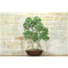 Pollice Verde Bonsai di Rosmarino (57)