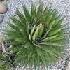 Vivai Mola della Badia Agave filifera - (Vaso 18 cm) - 18-20cm