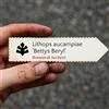 N/A Lithops aucampiae 'Bettys Beryl' | Bettys Beryl Pebble Plant | 100 SEEDS - - SE