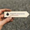 N/A Aegiphila panamensis | 100 SEEDS - - SEMI Aegiphila di Panama | Ligustro di Pan