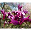 N/A Magnolia susan 80-120cm | Susan magnolia | Purple magnolia - - Magnolia susan |