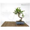 Pollice Verde Bonsai di Ficus Retusa vaso cm. 15
