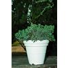 ELBI Vaso resina Doppio Bordo Liscio cm. 110