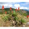 World Plants Aloe arborescens 15-30cm | Candelabra aloe | Krantz aloe - - Aloe candelabro |