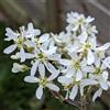 N/A Amelanchier canadensis 20-60cm | Canadian serviceberry | Juneberry - - Amelanch