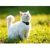 Gidacom Collare smart con Mini Telecamera per Cani e Gatti e animali hd 1080P tracker sd