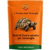 Il Paradiso delle tartarughe Semi di Cicoria selvatica Per Tartarughe Di Terra Ottimo per Tartarughe-40 gr. 3