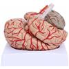 Modello Anatomico Del Cervello Dettagliato Modello Cerebrale Smontabile
