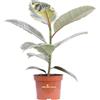 eGarden.store Pianta di Ficus Elastica Tineke pianta da interno pianta da appartamento vera