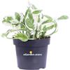 eGarden.store Pianta di Pothos Pianta di Scindapsus pianta da interno pianta ornamentale vera