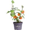 eGarden.store Pianta vera di Physalis Alkekengi Lnerne cinesi fiore ornamentale da esterno