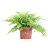 eGarden.store Pianta di Felce di Boston Nephrolepis pianta tropicale vera ornamentale in vaso