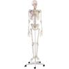Erler-Zimmer GmbH Scheletro Con Rappresentazione Muscolare, Modello Anatomico