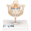 3B Scientific VE282 Denti da Latte + software 0 di anatomia - 3B Smart Anatomy