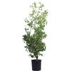 eGarden.store Pianta vera di Corniolo Cornus Mas v.24 cm bacche rosse ornamentale da esterno