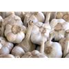 TESTE DI AGLIONE DA SEME PER LA SEMINA SEMI DI AGLIONE DAI 7-8 SPICCHI, 1kg