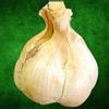 TESTE DI AGLIONE DA SEME PER LA SEMINA SEMI DI AGLIONE DAI 7-8 SPICCHI, 1kg