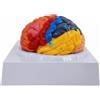 Modello Anatomico Del Cervello Umano Colorato Modello Del Cervello con