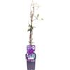 eGarden.store Pianta di Clematide Pianta di Clematis pianta rampicante pianta ornamentale vera