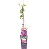 eGarden.store Pianta di Clematide Pianta di Clematis pianta rampicante pianta ornamentale vera