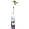 eGarden.store Pianta di Clematide Pianta di Clematis pianta rampicante pianta ornamentale vera