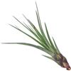 eGarden.store Pianta di Tillandsia pianta da interno pianta tropicale pianta ornamentale vera