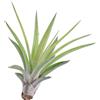 eGarden.store Pianta di Tillandsia pianta da interno pianta tropicale pianta ornamentale vera