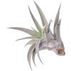 eGarden.store Pianta di Tillandsia pianta da interno pianta tropicale pianta ornamentale vera