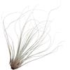 eGarden.store Pianta di Tillandsia pianta da interno pianta tropicale pianta ornamentale vera