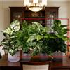 Does not apply 4PC Piante Artificiali 4/5 Foglie Grandi Girasole Albero Vaso Finto