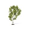 Hornby Birch Tree