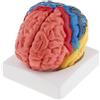 Modello anatomico realistico del cervello umano Assemblaggio manuale per