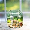 Acquario Acquario Tabletop Trendy Ornamento Sogro Display Display Micro
