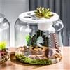 Acquario Acquario Tabletop Trendy Ornamento Sogro Display Display Micro