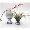 3 pezzi in acciaio inox pianta stand contenitore Tillandsia Holder da tavolo