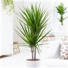 1 PIANTA DI DRACENA MARGINATA VASO 17CM da interno