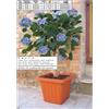 BAMA spa Vaso quadrato da esterno terracottoa con riserva 40 x 40 cm bama