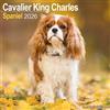 Avonside Publishing Ltd Cavalier King Charles Calendar 2026 Square Dog Breed Wall Calendar - 16 Month
