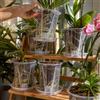 Vaso per orchidea trasparente con fori di drenaggio, vaso trasparente
